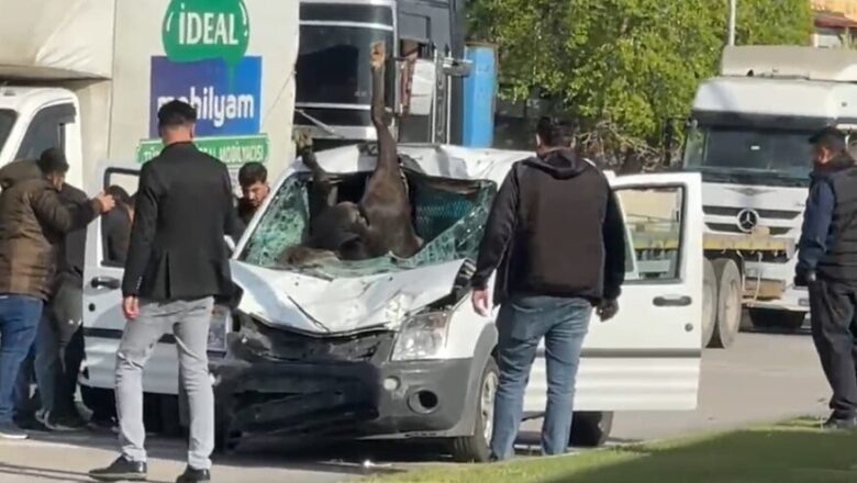  Gaziantep’te Başıboş At Dehşeti: Polis Aracına Çarpan At 2 Polisi Yaraladı!