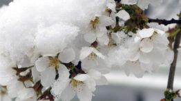 Ankara Valiliği’nden Zirai Don Uyarısı: Üreticiler Dikkatli Olmalı