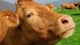 TÜİK Verileri: Süt Üretiminde Düşüş, Yoğurt ve Ayranda Artış