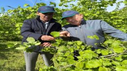 Giresun’da Zirai Don Fındığı Vurdu: 2025 Rekoltesinde Kayıp Kaçınılmaz