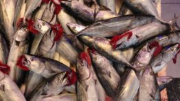 Balıkçılıkta Verimli Sezon: 50 Bin Ton Palamut, 100 Bin Ton Hamsi Avlandı