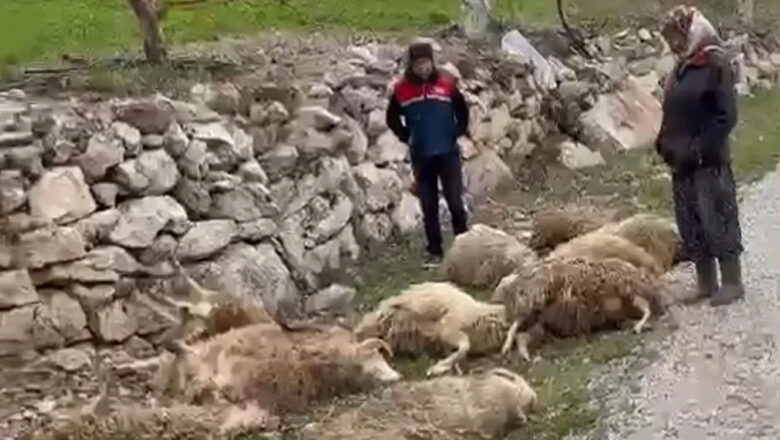  Kurtlar 22 Kurbanlığı Telef Etti: Çameli’de Üreticiler Tedirgin, Yetkililere Acil Önlem Çağrısı