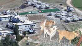 Batman, Sokak Hayvanlarının Tamamını Rehabilite Eden İlk İl Oldu