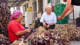 Balıkesir’de Tarımda Canlılık: Üreticiyle Temas Sürüyor Milletvekili Canbey’den Üreticiye Destek