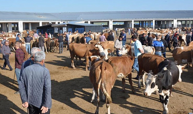  Kars Hayvan Pazarı Şap Hastalığı Nedeniyle Geçici Olarak Kapatıldı