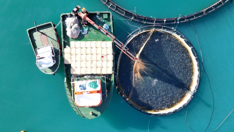  Türk Somonuna 4 Dilde Tanıtım Atağı: İhracatta Hedef 600 Milyon Dolar