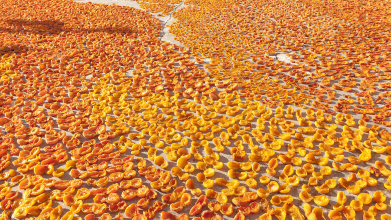  İklim Krizi Malatya Kayısısını Vurdu: Üretim Tarihi Düşüşte