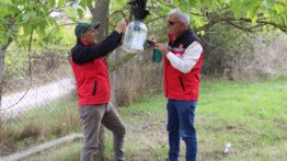 Yalova’da Kahverengi Kokarcayla Mücadele Çalışmaları Sürüyor