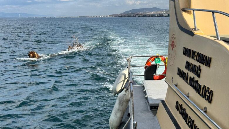  Yalova’da Denizde Seyir Güvenliğini Tehdit Eden Dev Ağaç Kıyıya Çekildi