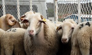 2026 Yılı Kurban Hizmetleri Tebliği Resmi Gazete’de: İstanbul İçin Tarihler Belli Oldu