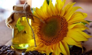 Türkiye’den Ayçiçeği Yağı İhracatı: İlk Çeyrekte 316 Milyon Dolarlık Gelir