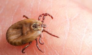 Sivas’ta Kırım Kongo Kanamalı Ateşi Şüphesiyle Bir Can Kaybı Daha