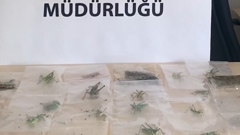 Adıyaman’da Çekirge Toplayan 3 Yabancı Uyruklu Şahsa 2 Milyon 97 Bin Lira Ceza