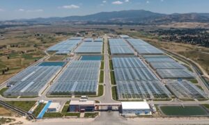 Simav Jeotermal Isıtmalı Sera Organize Tarım Bölgesi Üretime Başlıyor