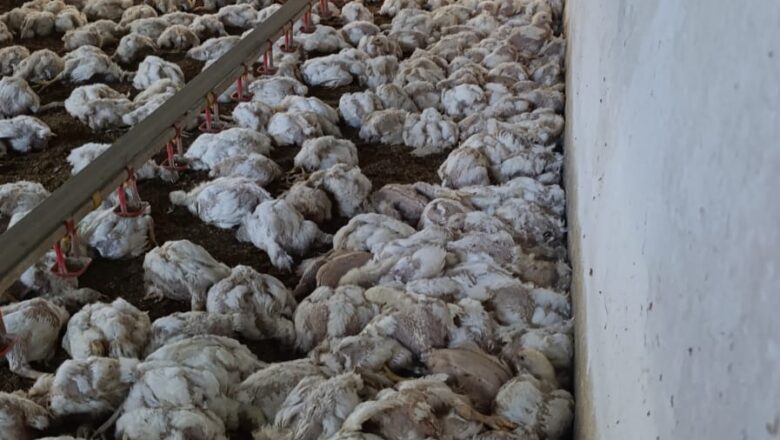 Bolu’da Tavuk Çiftliğinde Elektrik Arızası: 4 Bin Tavuk Telef Oldu